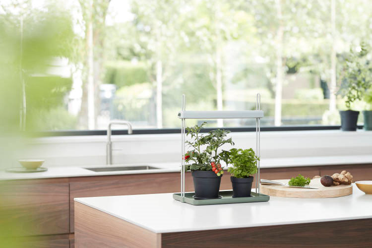 Verse kruiden kweken in je eigen keuken doe je zo! 3 Kruidentuin tips