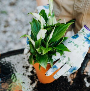 Lepelplant - Luchtzuiverende plant in de keuken - Karolina Grabowska, Pexels