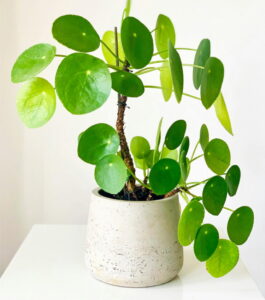 Ideale keuken plant: de Pannenkoekenplant - Kulbir, Pexels
