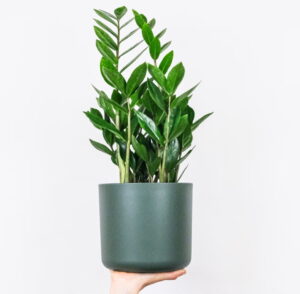 Zamioculcas, ZZ plant is een makkelijke keuken plant - Feey, Unsplash