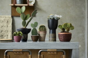 Cactussen - stoere planten in een industriële keuken - Mooiwatplantendoen.nl
