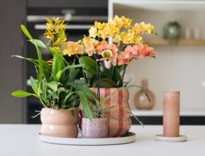 Trendy keukenplanten - Orchideeën in de hippe kleuren perzik, pastel en geel - Orchidsinfo Trendy keukenplanten - Orchideeën in de hippe kleuren perzik, pastel en geel - Orchidsinfo